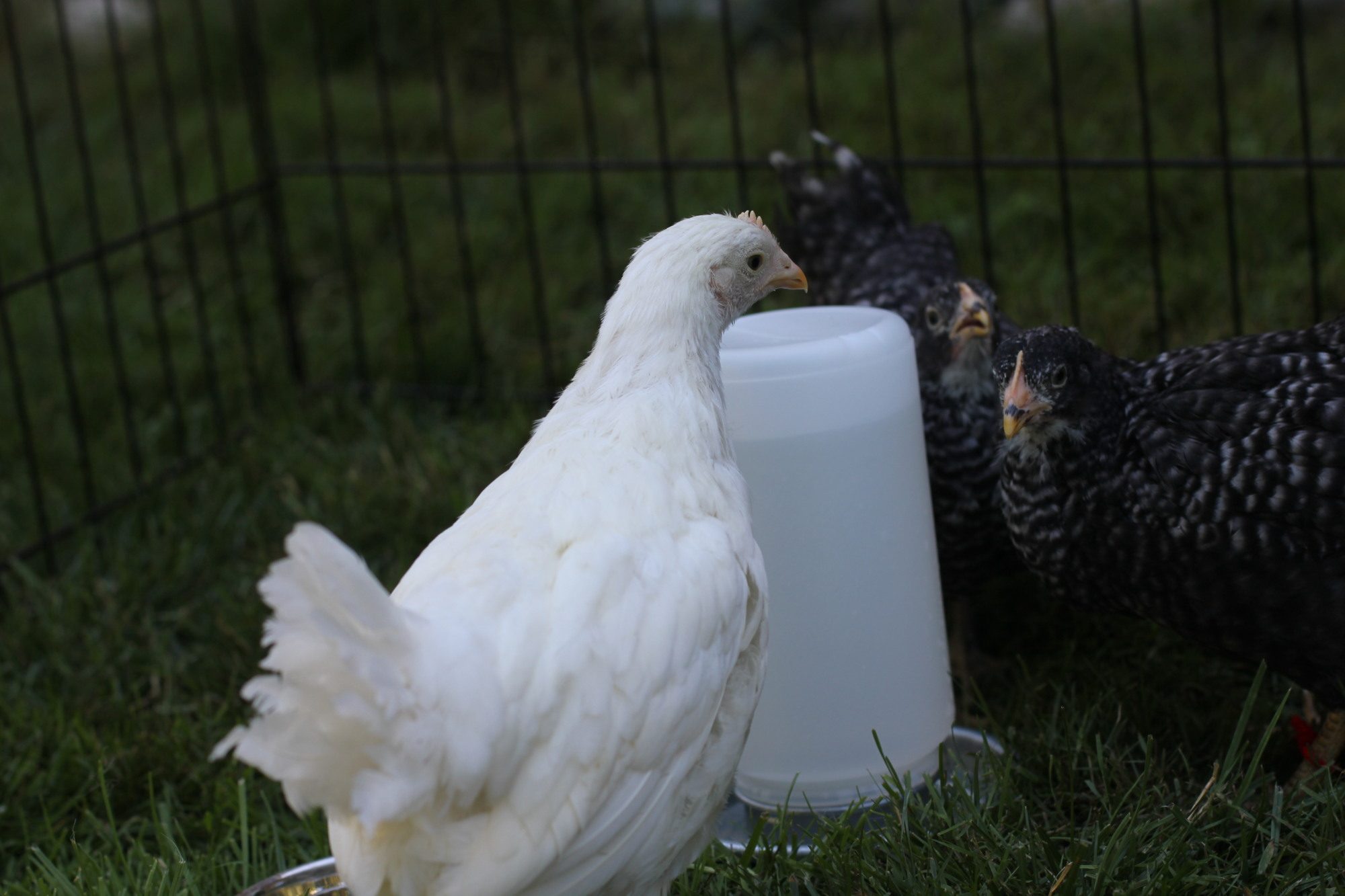 Miss Foghorn looking over her shoulder at the funny camera