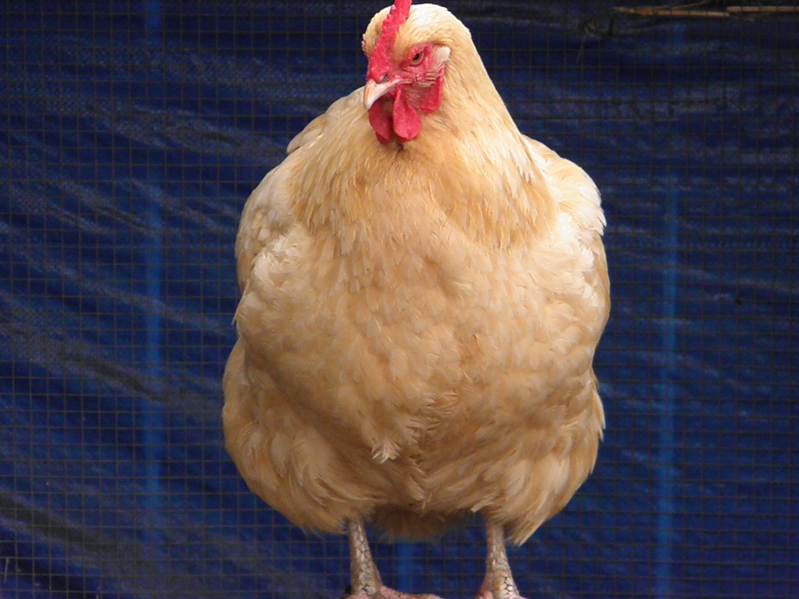 Miss Jenny ! She runs this place , lol  I think  I better cut down on her treats -- she starting to look like a turkey!