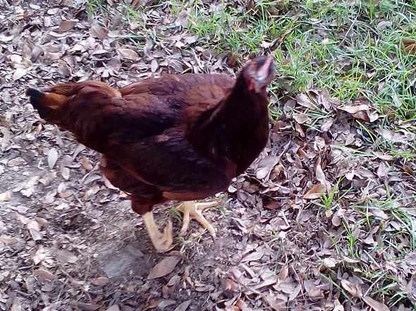 Miss Lilly - with Broken Leg