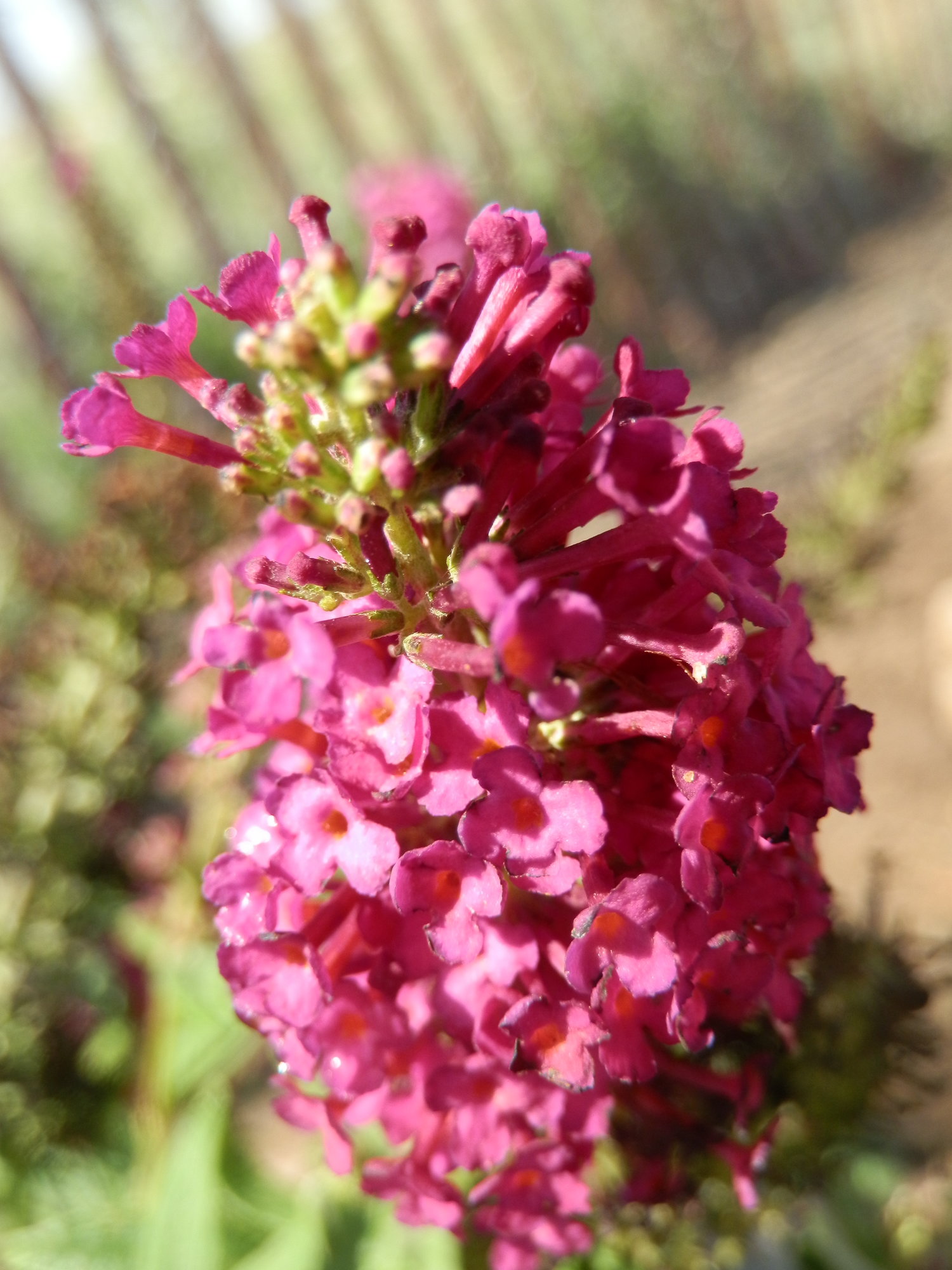 Miss Molly Butterfly Bush In Chicken Run