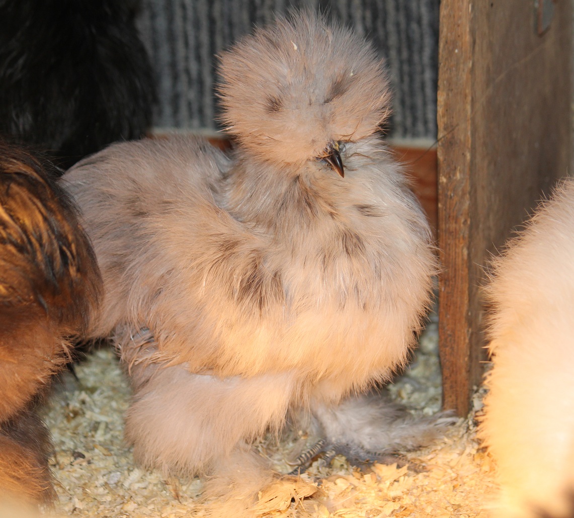 Miss Muffet's Splash baby 
4 months old