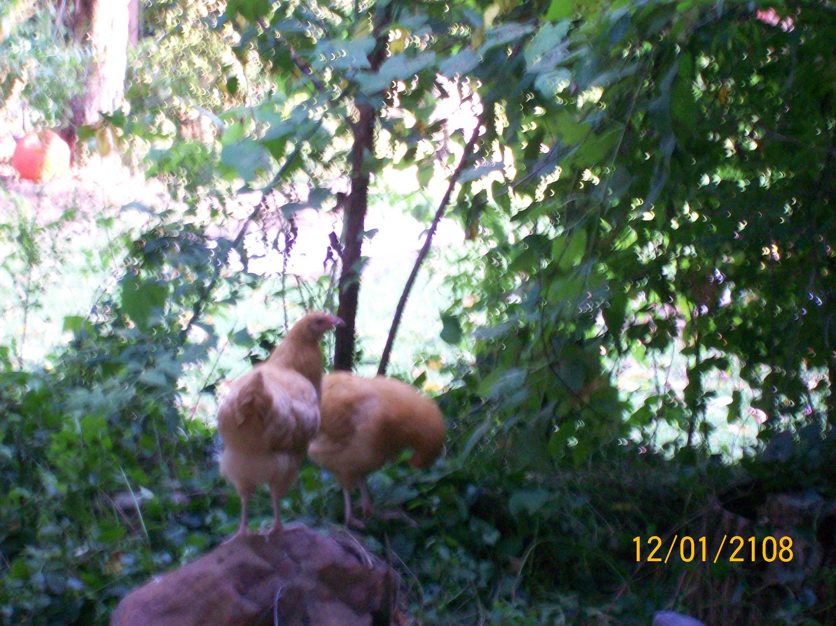 miss pecks alot and mert