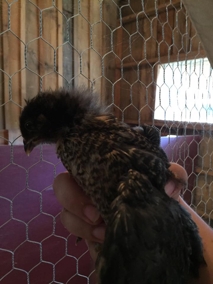 "Miss Piggy" - Definitely an Easter Egger and NOT a Barred Rock - 3 weeks
