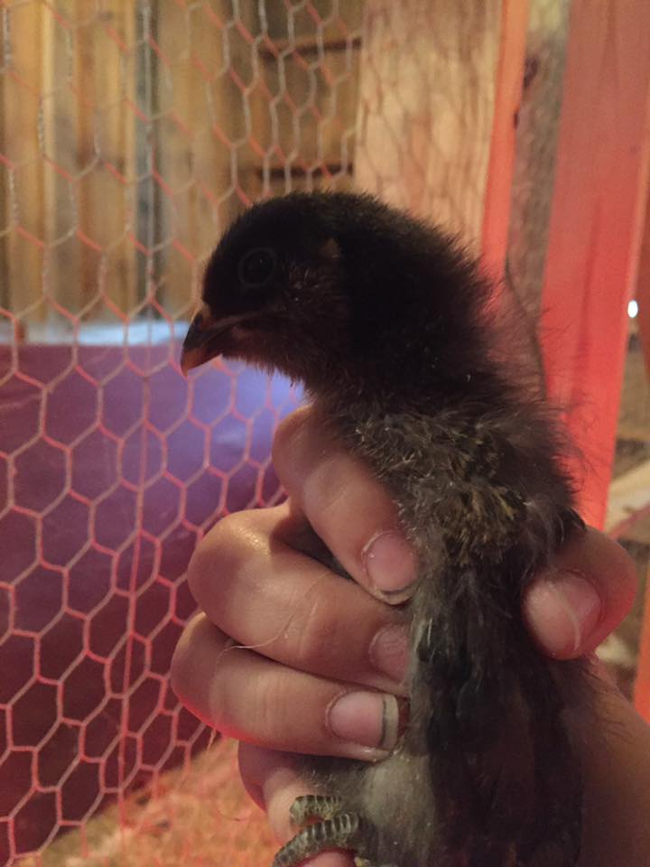 "Miss Piggy" - Definitely NOT a Barred Rock - Maybe Easter Egger? - 2 Weeks