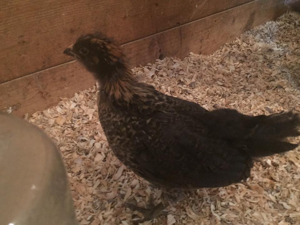 Miss Piggy - Easter Egger - 4 weeks