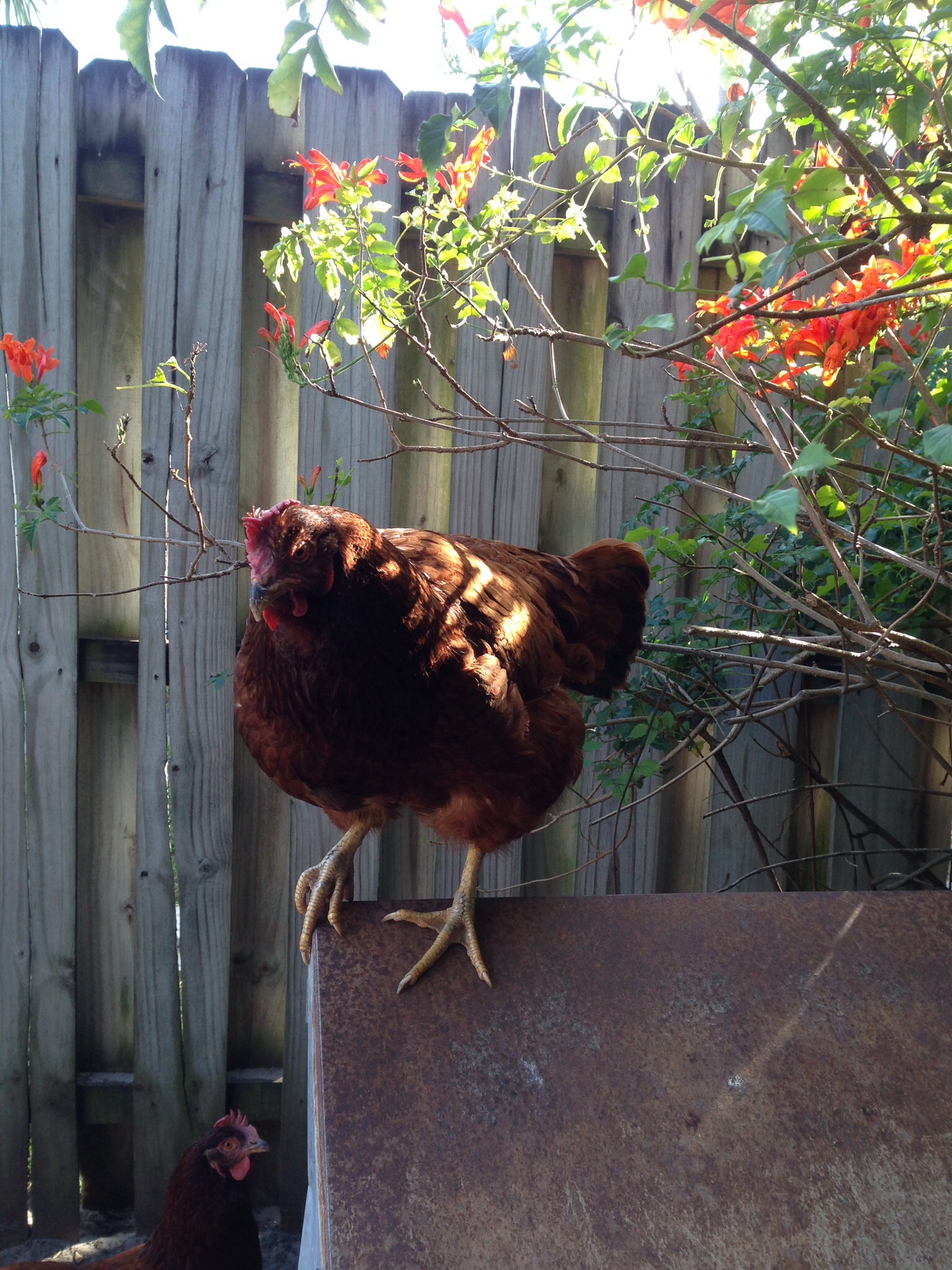 Miss Poppy our head chicken, who has managed to survive  EYP, at least for now!