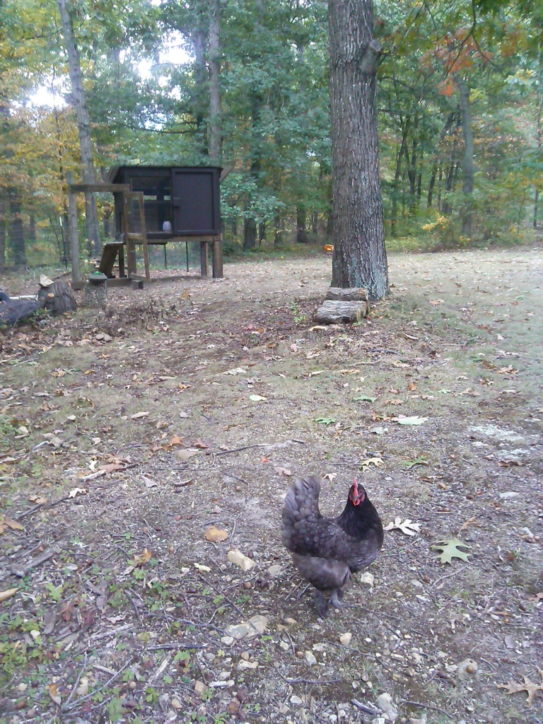 Miss Poppy, part Ameracauna?