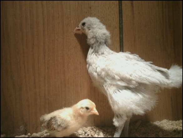 Miss Violet, our pitiful lame lavender orpington that we adpoted from a neighbor whos naughty child dropped her and injured her as a week old chick. She is my babysitter at the moment for my lonely Nankin Bantam "Scooter"
