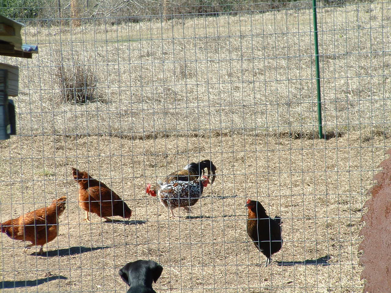 Missing my old chickens