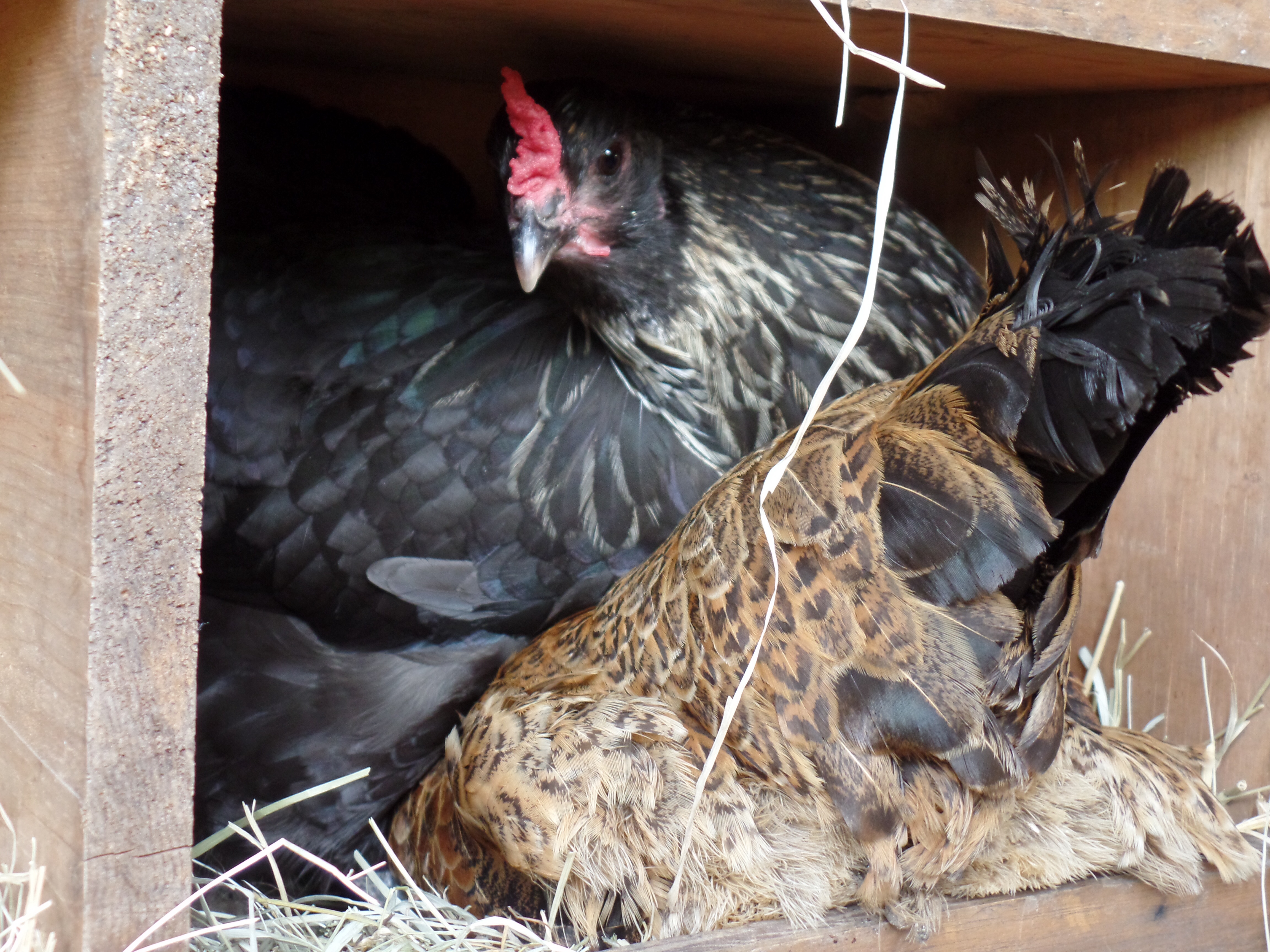 Mississippi stood up to lay an egg and impatient Sage got underneath her to lay HER egg, even though I have four more nest boxes.
