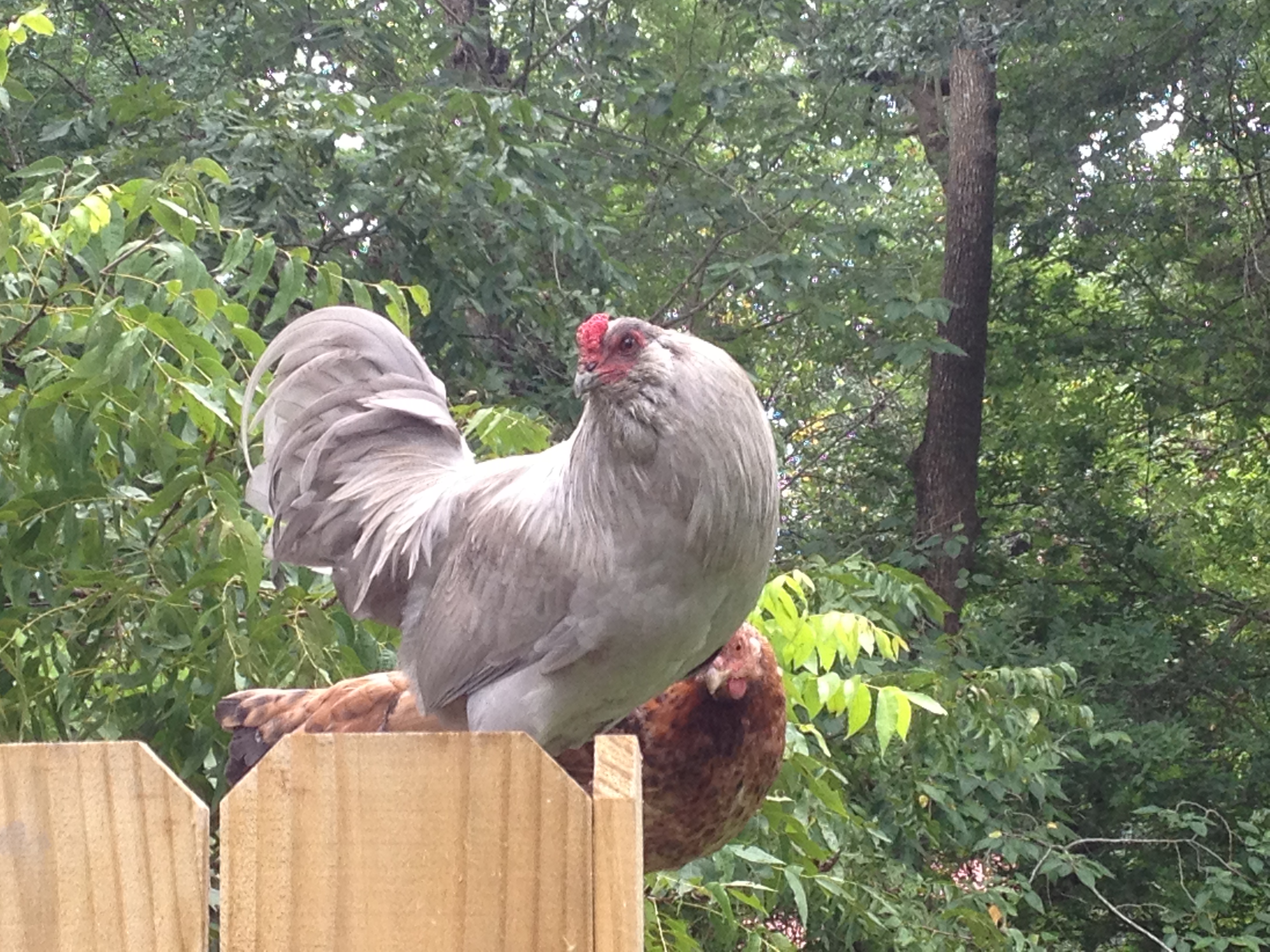 Mister - being rehomed eventually because of his tailset (but he has an awesome comb!). He isn't in the breeding pen.