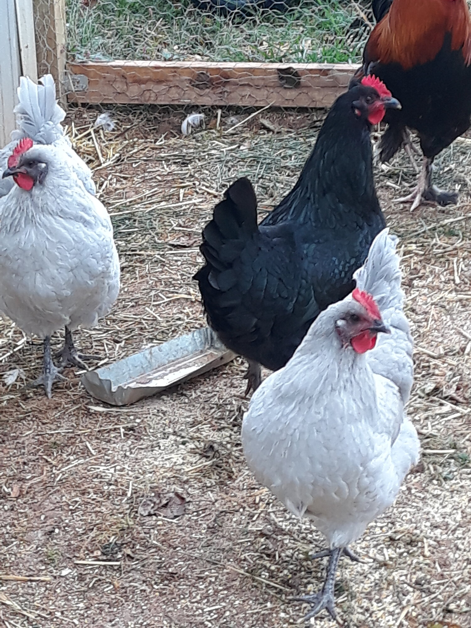 Misty, Lula, Dixie