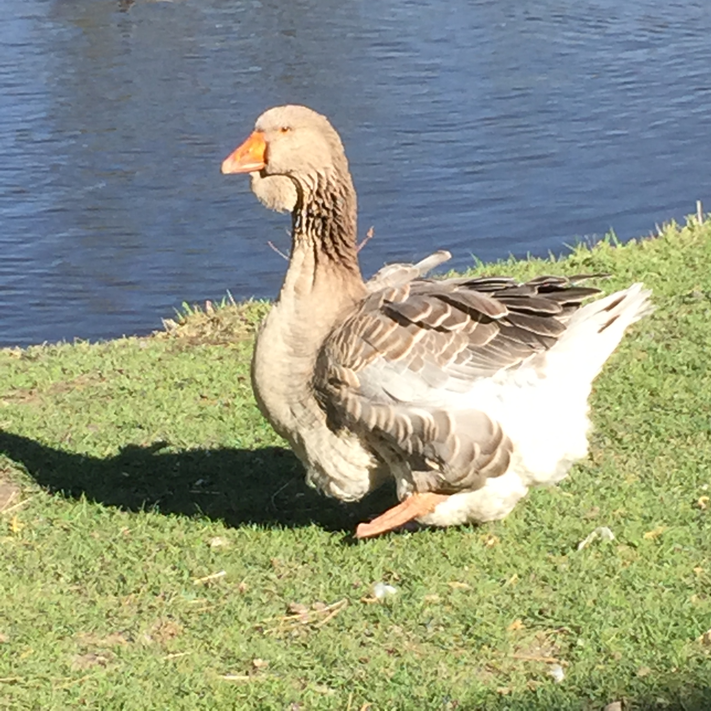 Misty today, she has been to the Chiropractor 7 times.  She is doing great