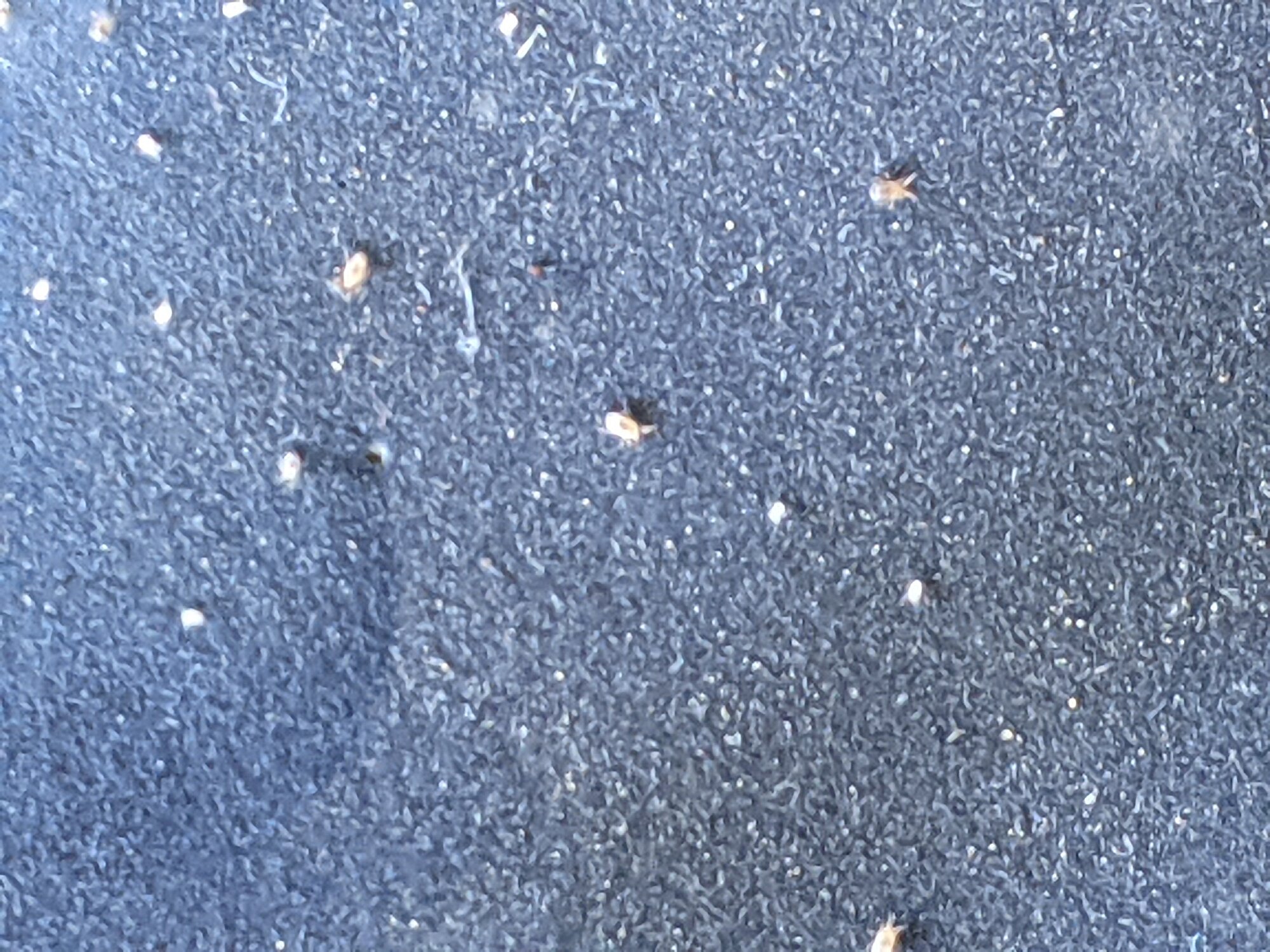 Mites on a flip flop...