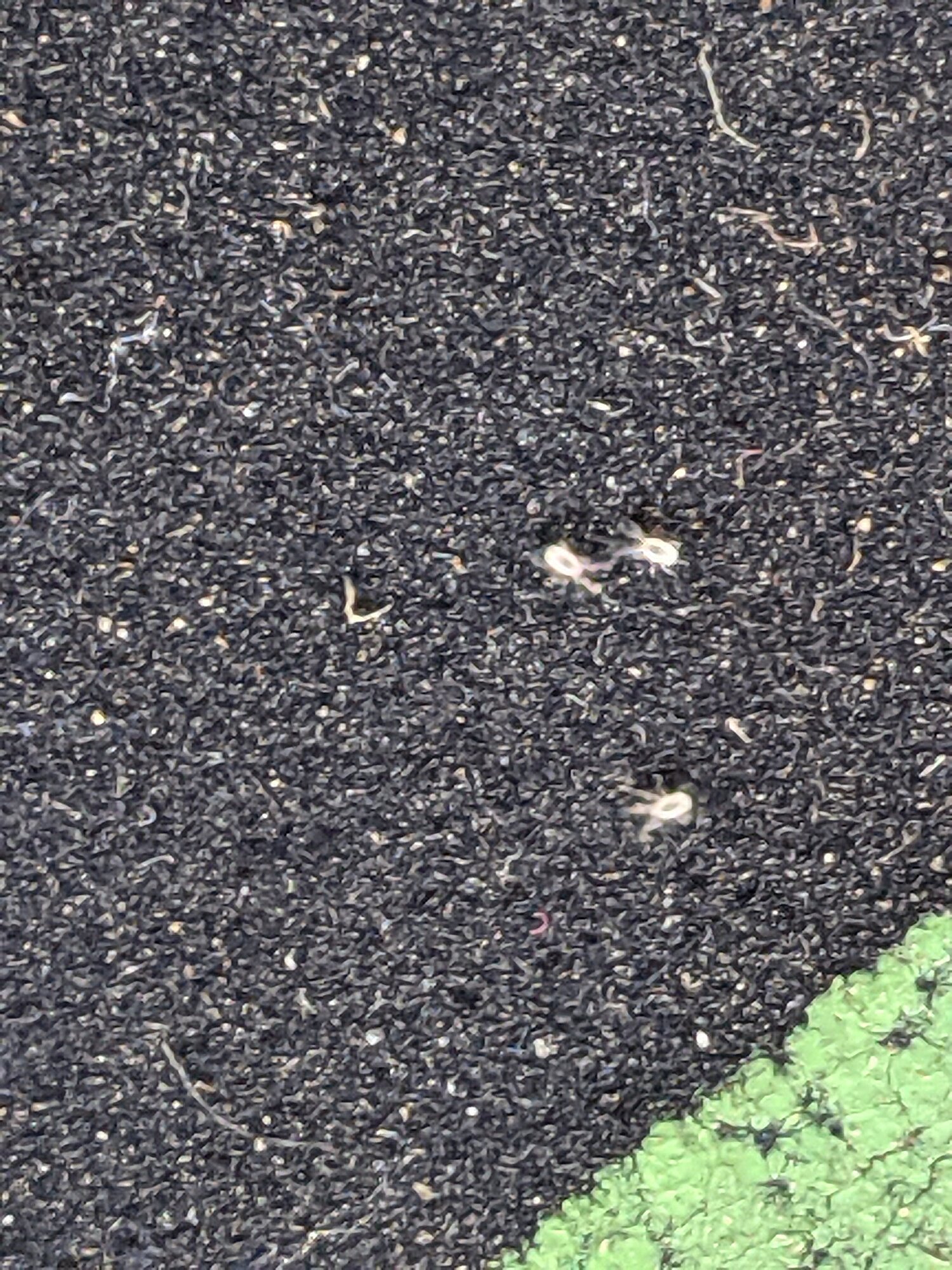 Mites on a flip flop...