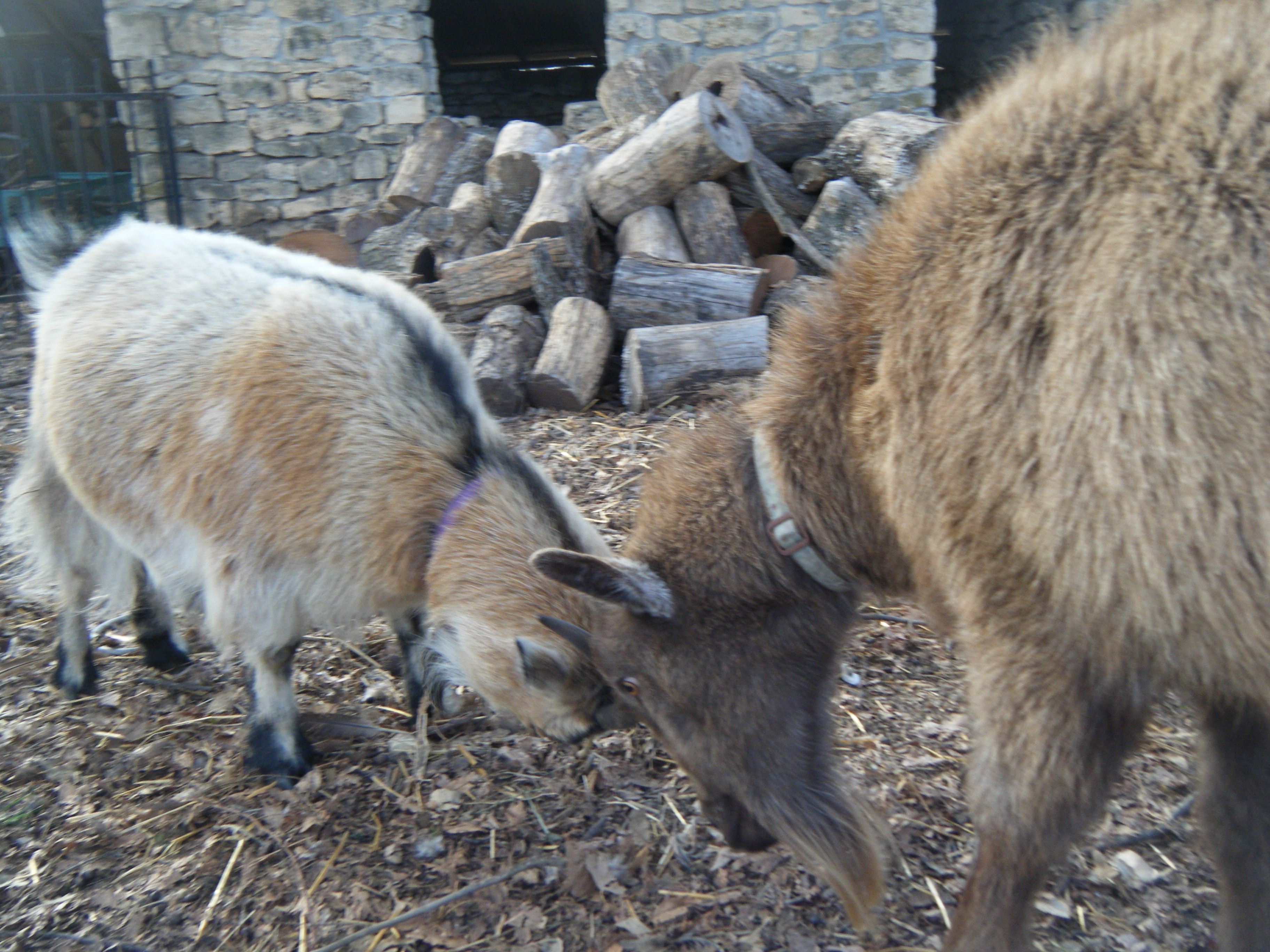 Mitsy and Max play fighting.