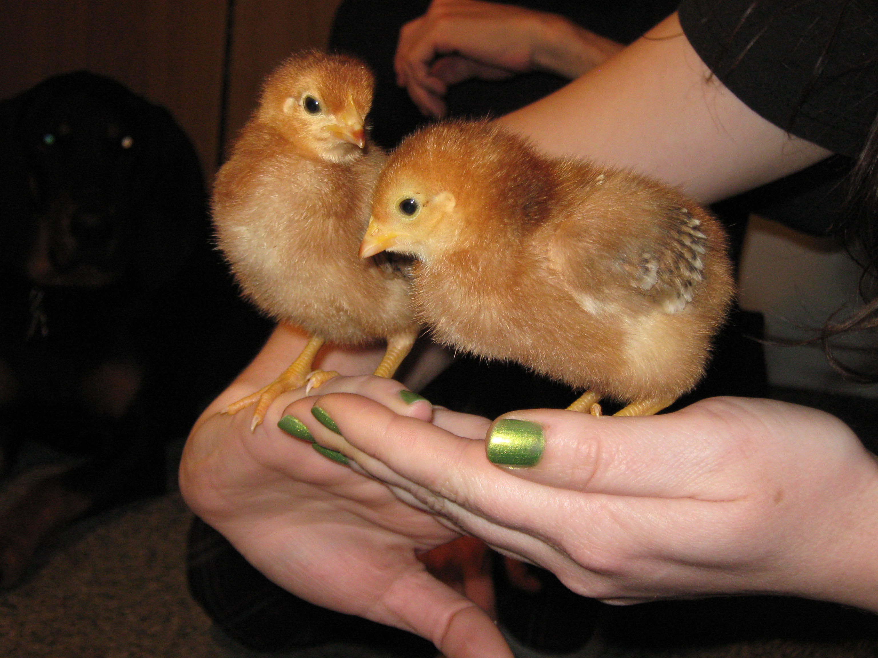 Mitzi and Helga- one week