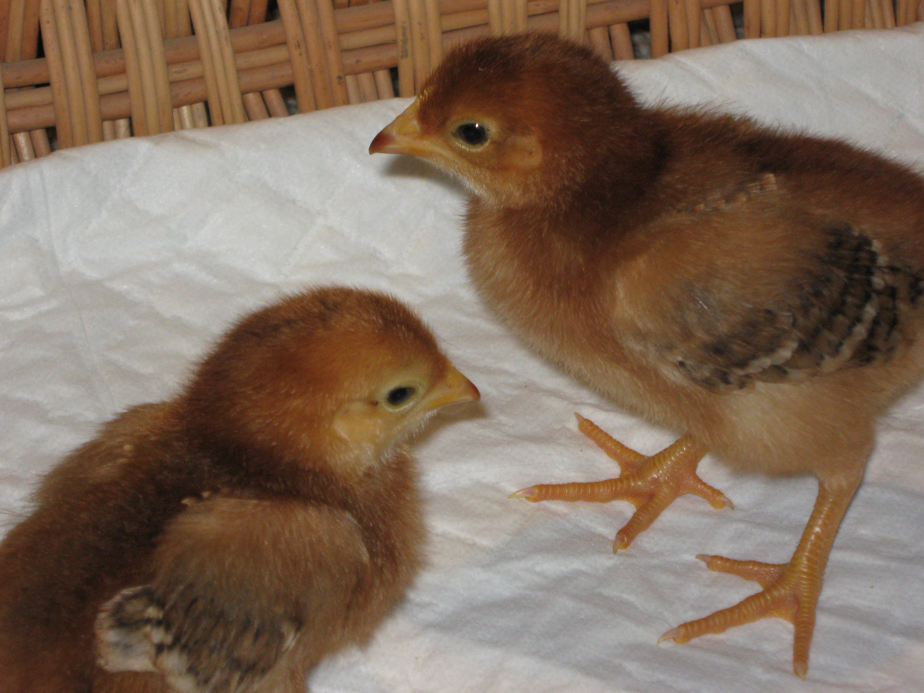 Mitzi and Helga - one week