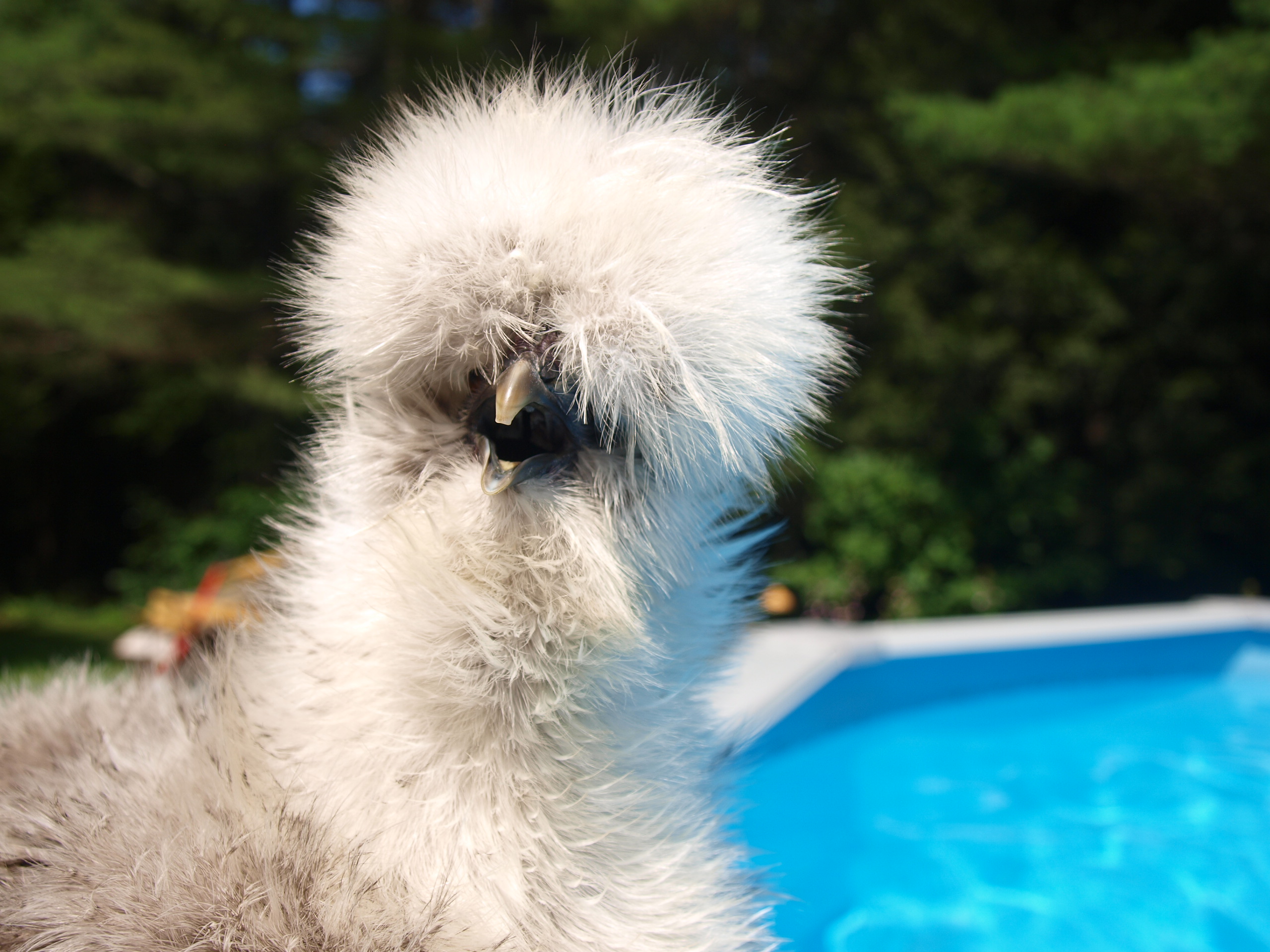 Mitzi at the Pool 7/21/13