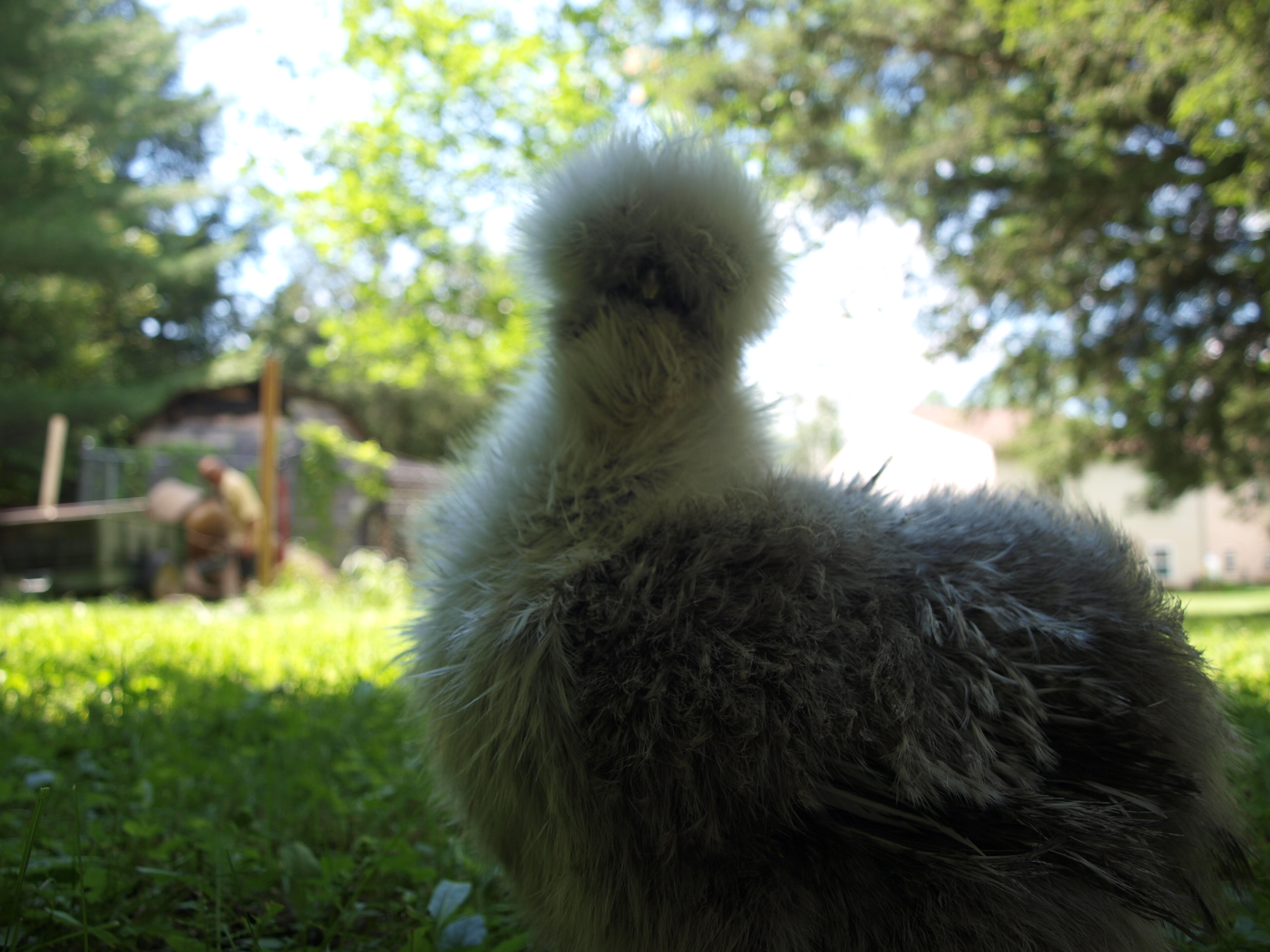 Mitzi cooling off in the shade.