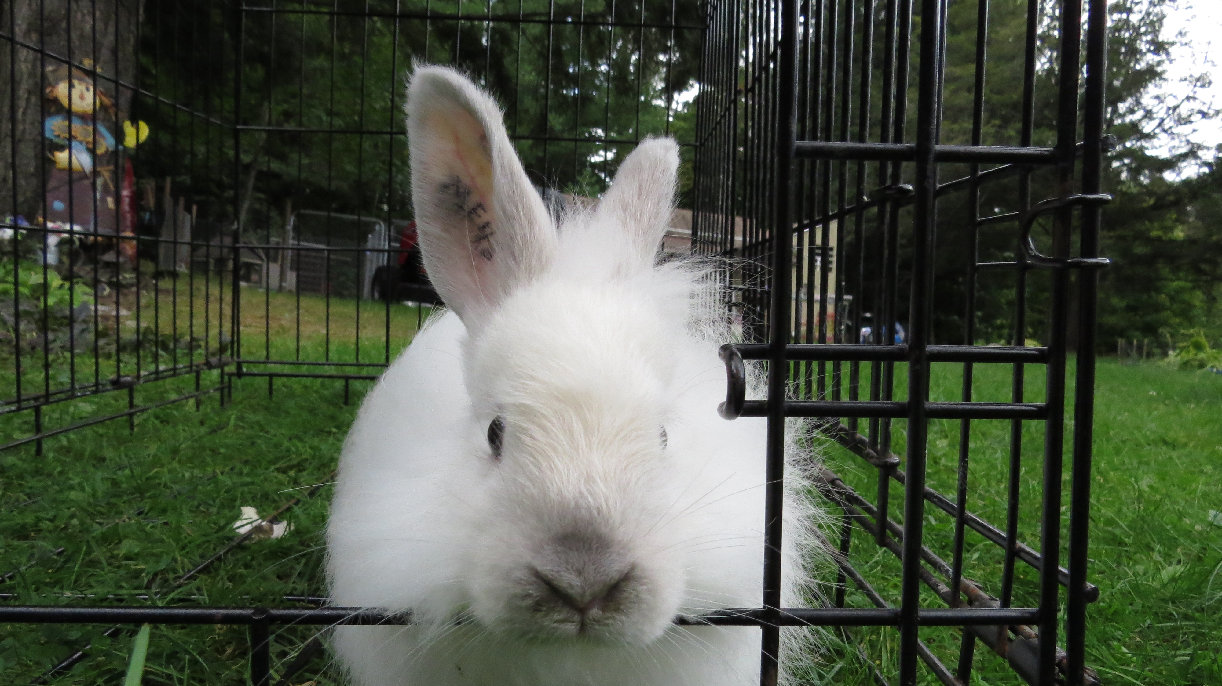 Mitzi greeting me at the door!