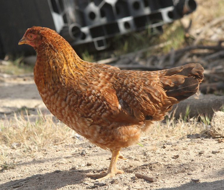 mix breed hen that looks like a Rhodebar, but isn't.