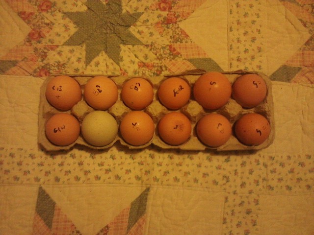 Mix of 11 purebreds and an easter egger from Just Fowling Around.