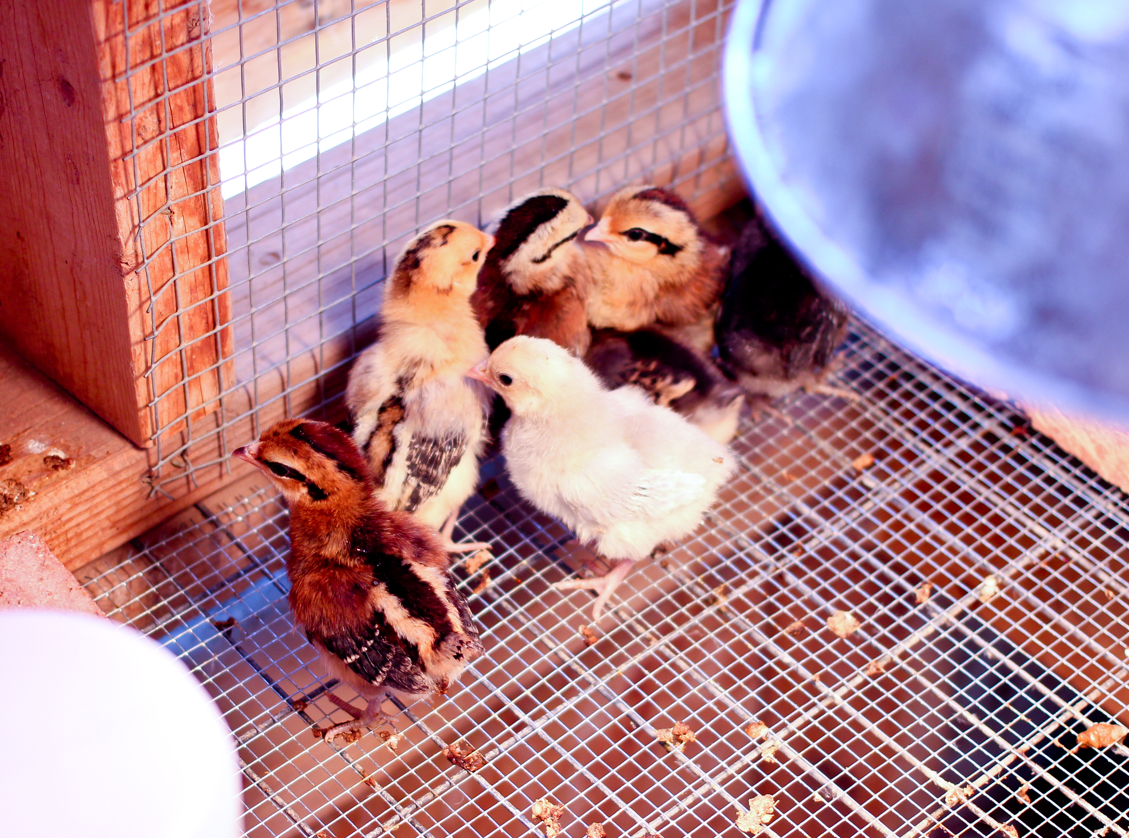 Mixed bag of  Dutch and OEG Bantam chicks hatched 5/15/2013