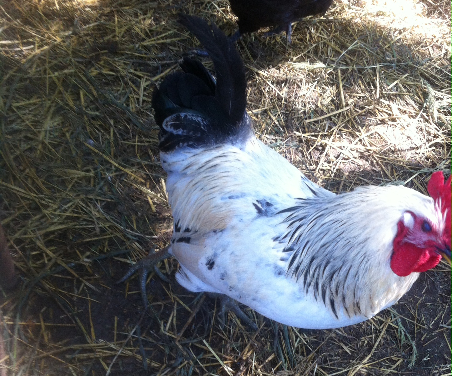 mixed breed rooster!