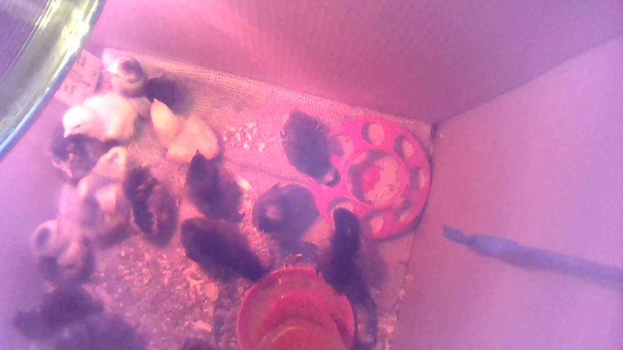 mixed breeds: 3Jersey Giants, 3Silver Laced Wyandottes, 3Buff Orpingtons, and 3 Light Brahmas...and 1 mystery chicken....the Brahmas already have fuzzy feet