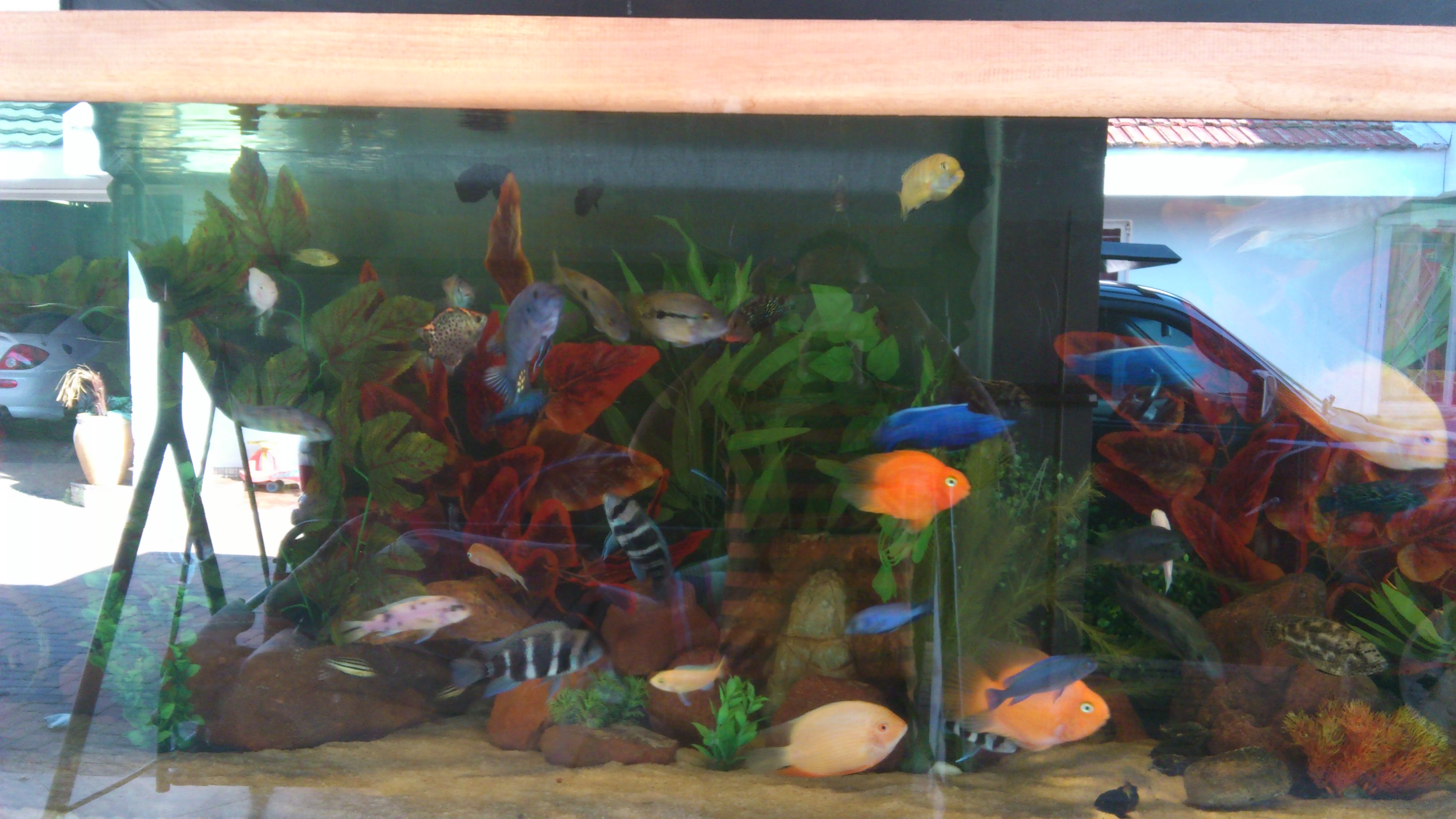 mixed cichlids