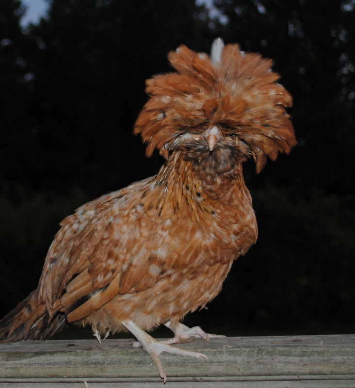 Mixed color Polish pullet