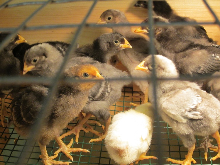 Mixed Dun Chicks in Brooder. Hatched 1/27/12