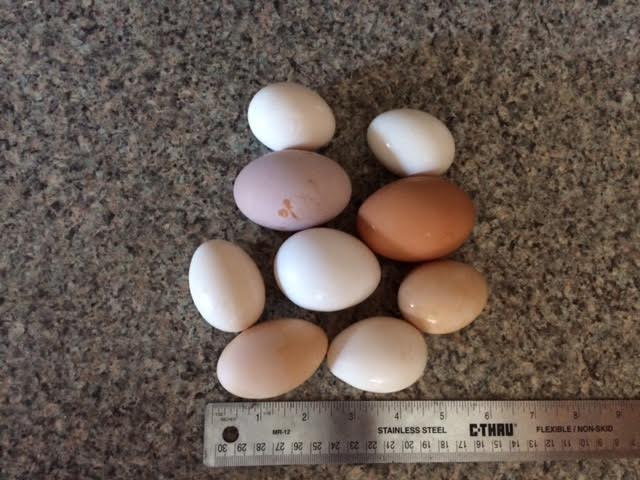 Mixed Flock Eggs - Starting Top Row Left to Right - 2 Silkies
2nd Row - 2 Golden Buffs 3rd Row Silkie, Ancona, Silkie 4th Row - The elongated one was the color of a Silkie egg, the one next to it is also a Silkie Egg.