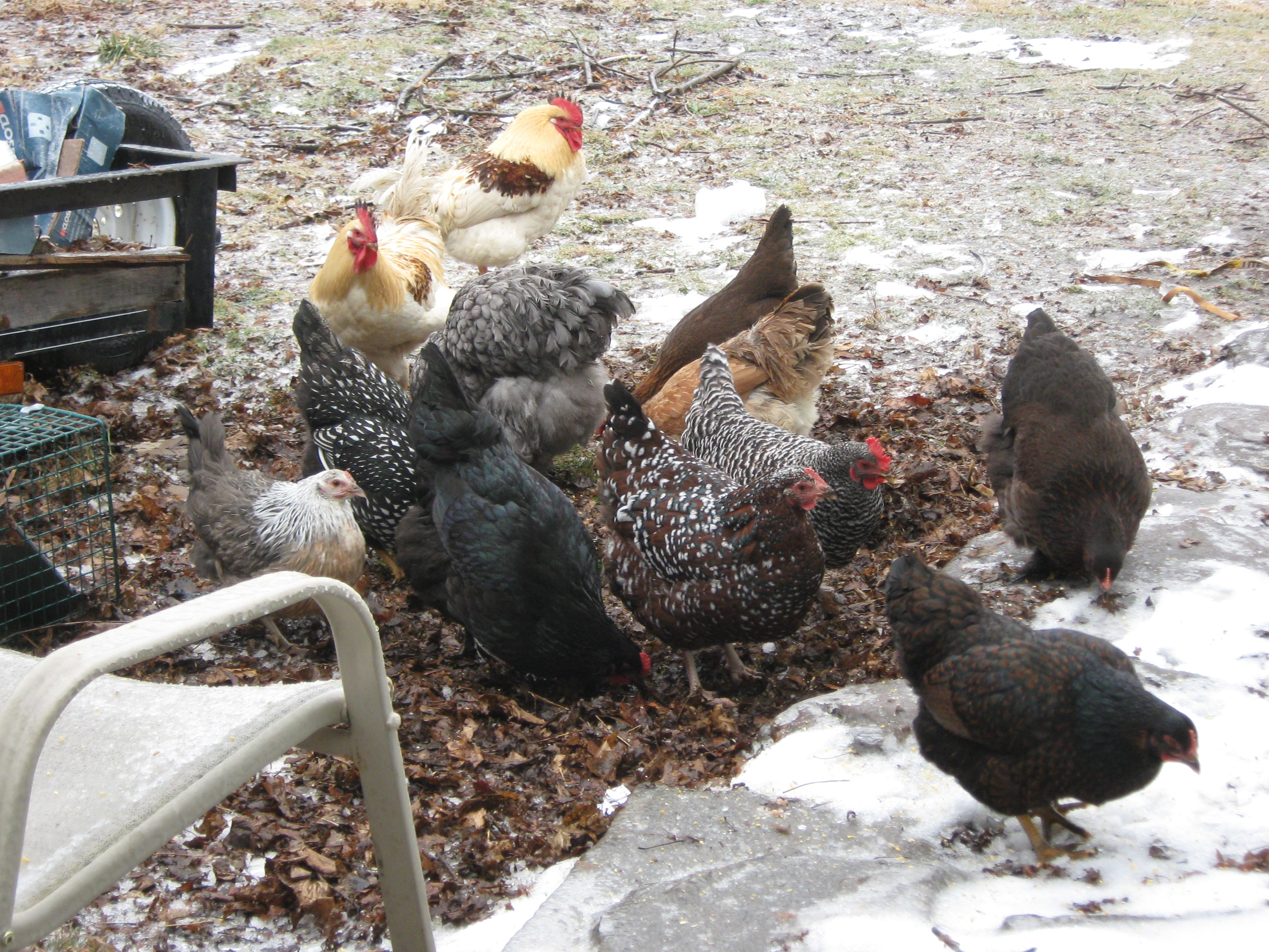 Mixed flock in the snow :)