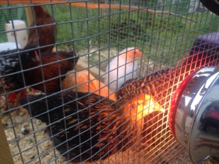 Mixed flock of 8  
Closest to camera is the Gold Laced Wyandotte