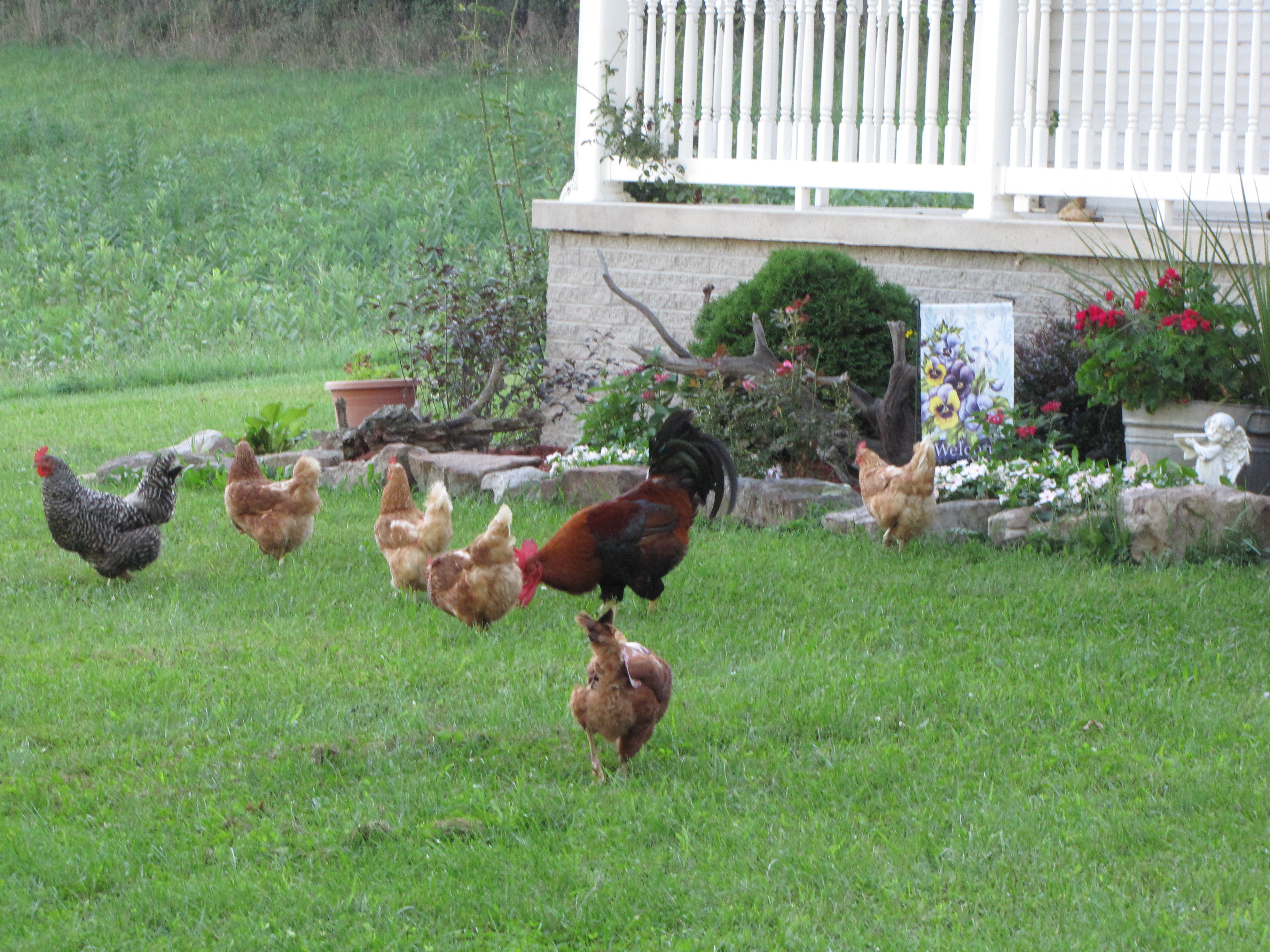 Mixed flock