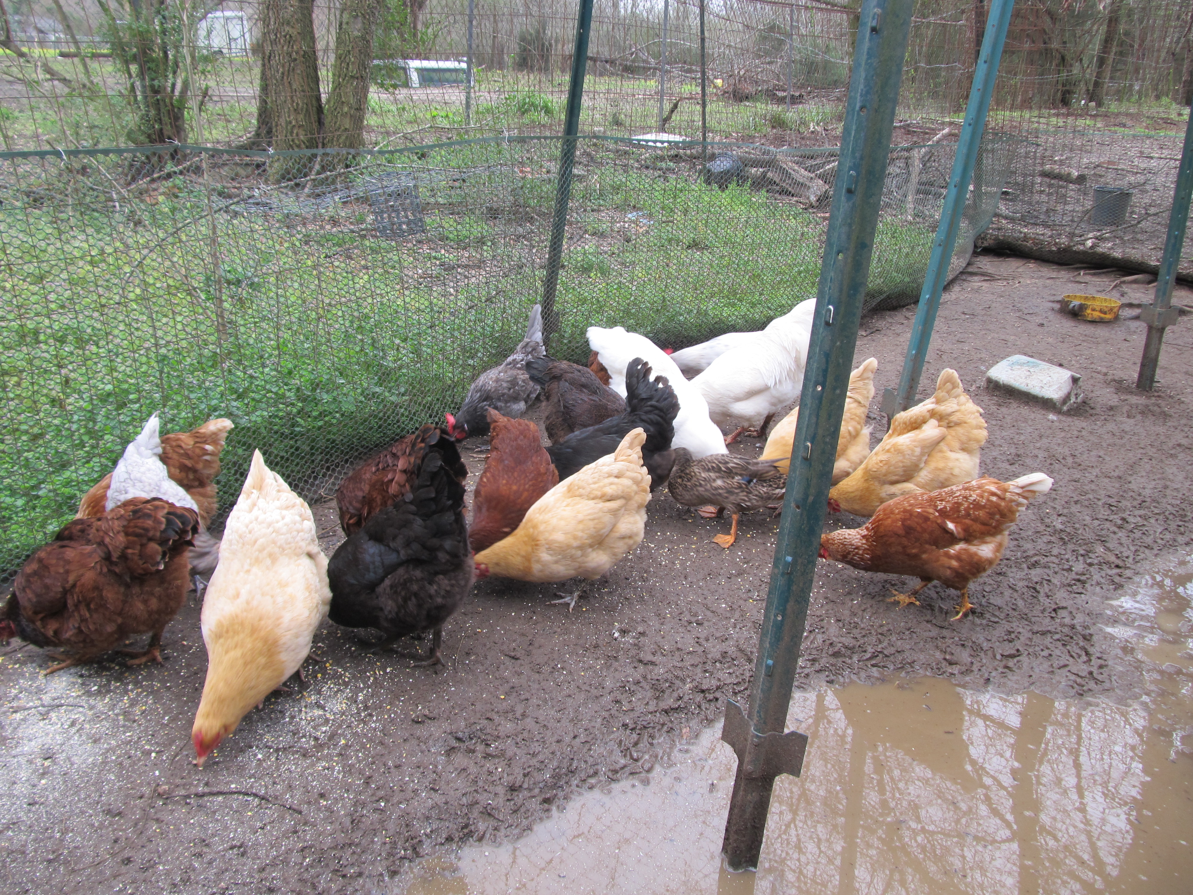 Mixed flock.