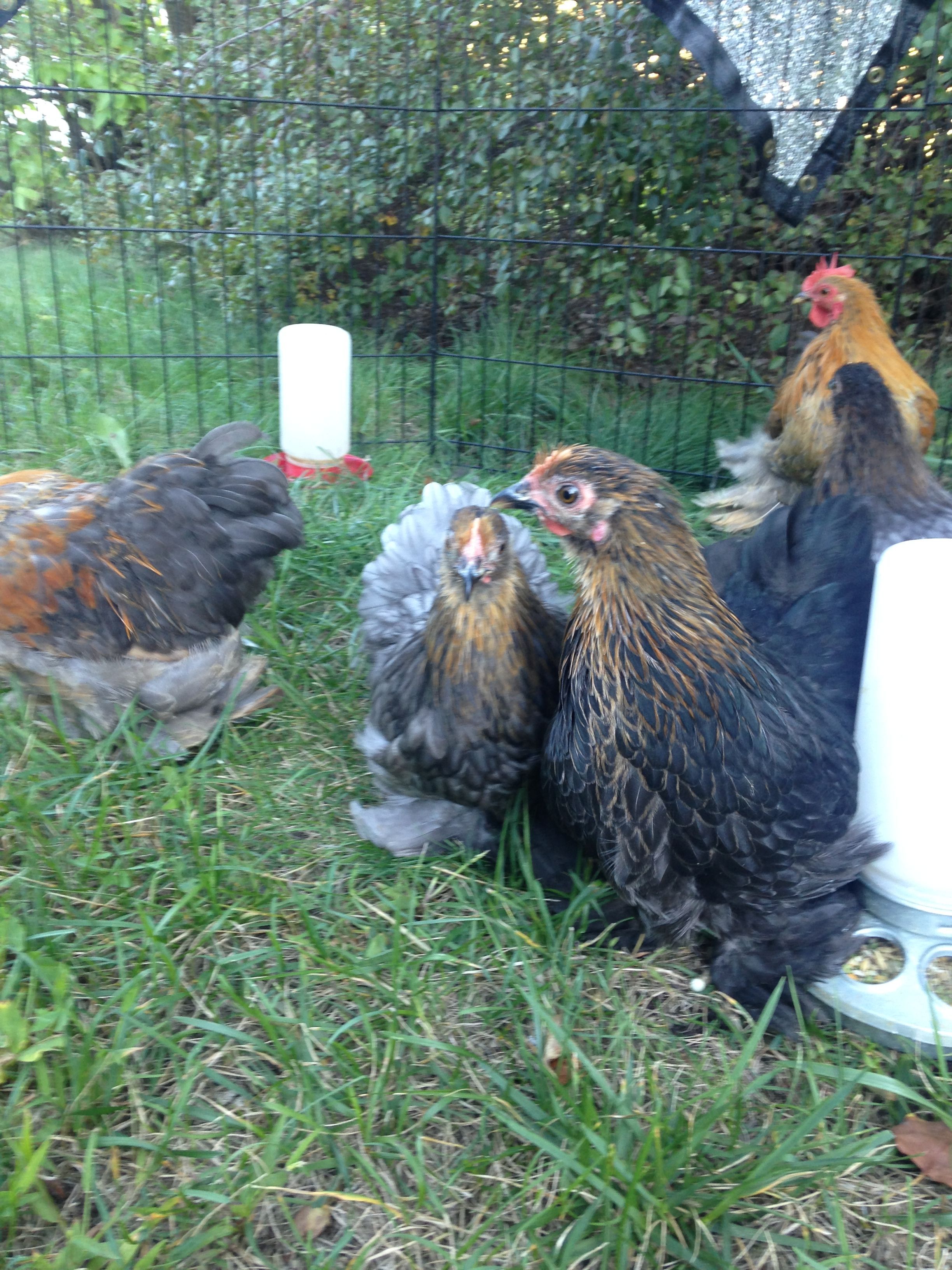 Mixed group of youngsters enjoying the sun end of October 2015. This shows the lacing on some of the pullets.