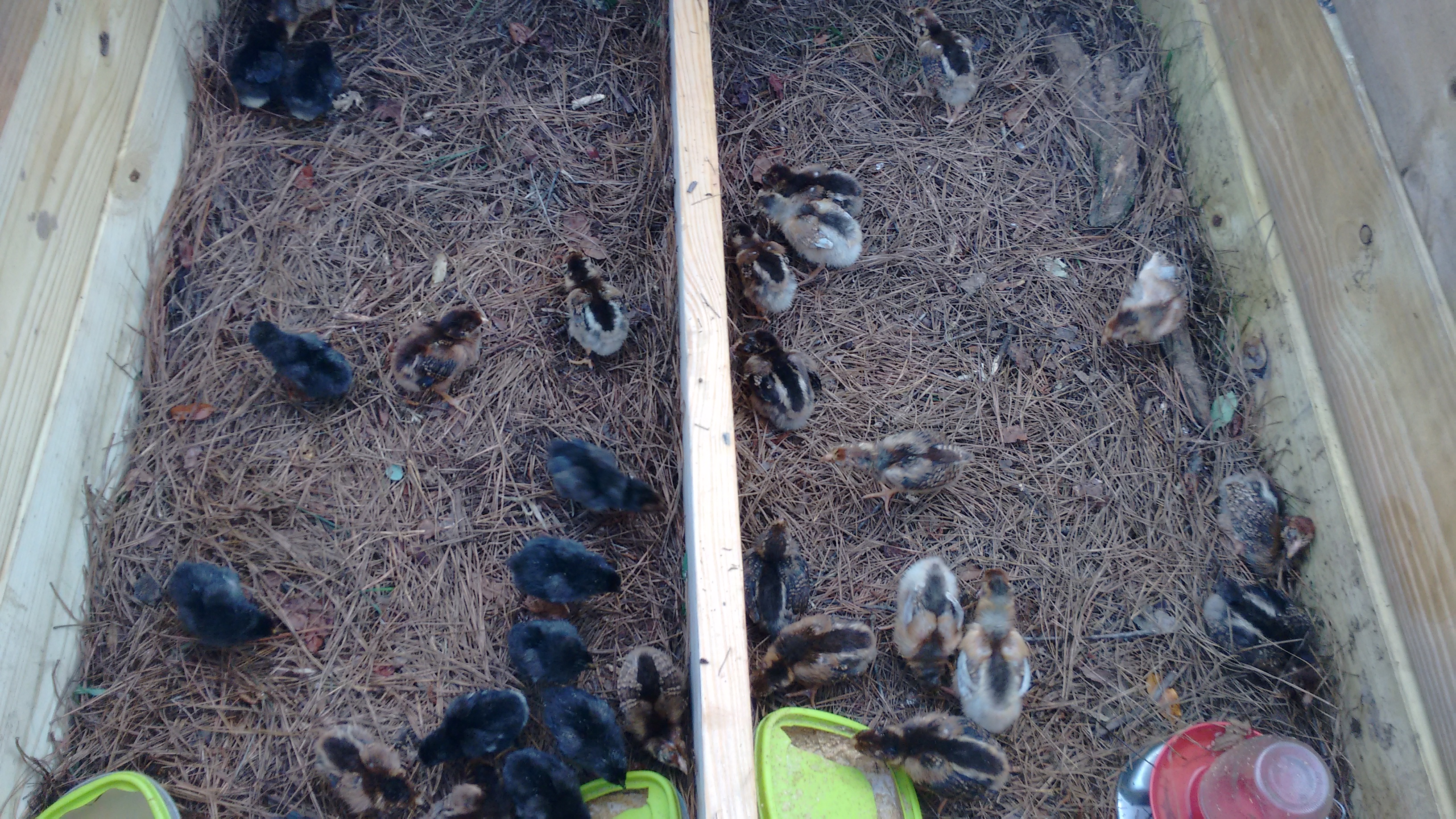 Mixed in with a home grown brood(blackies)