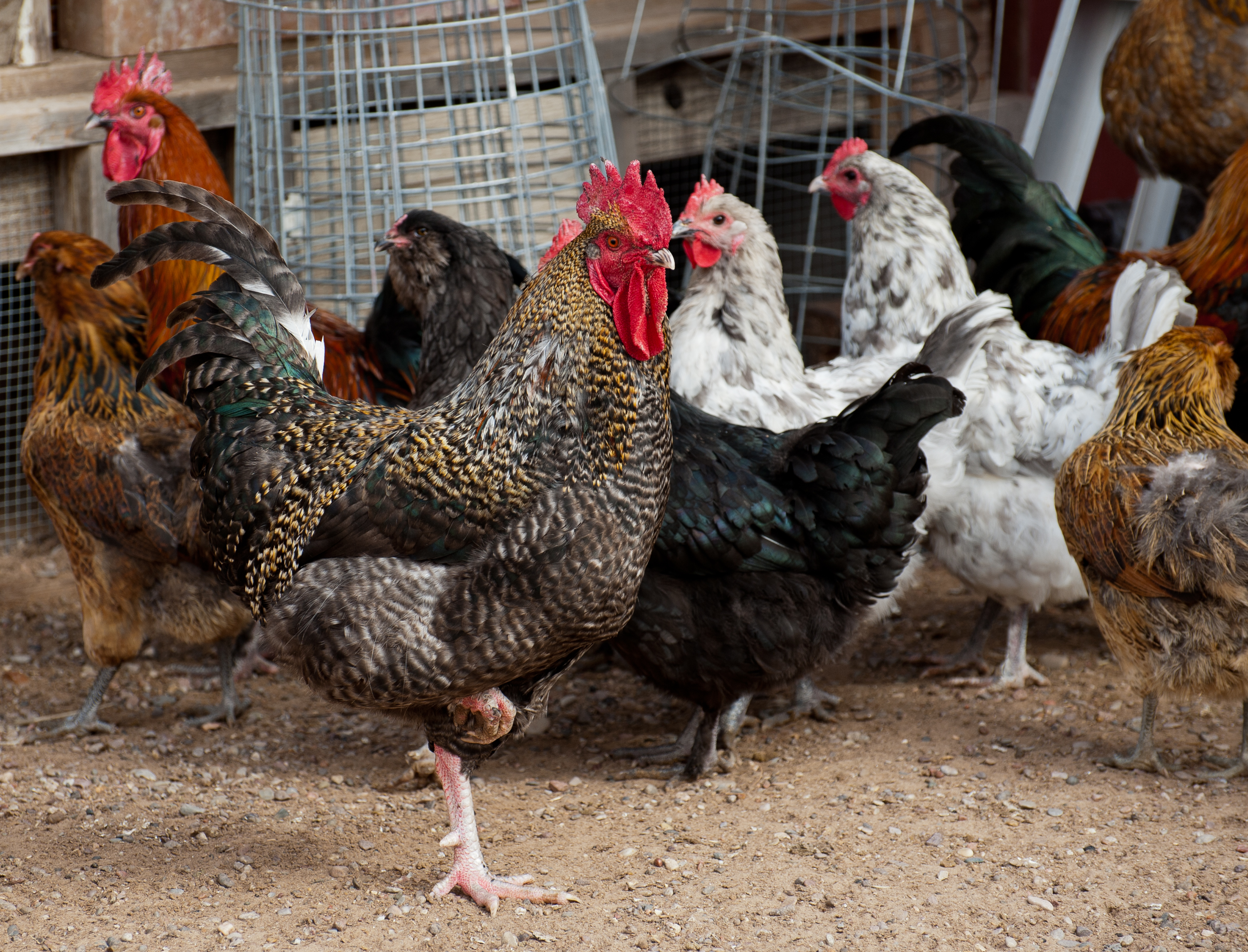 Mixed Marans flock 2011