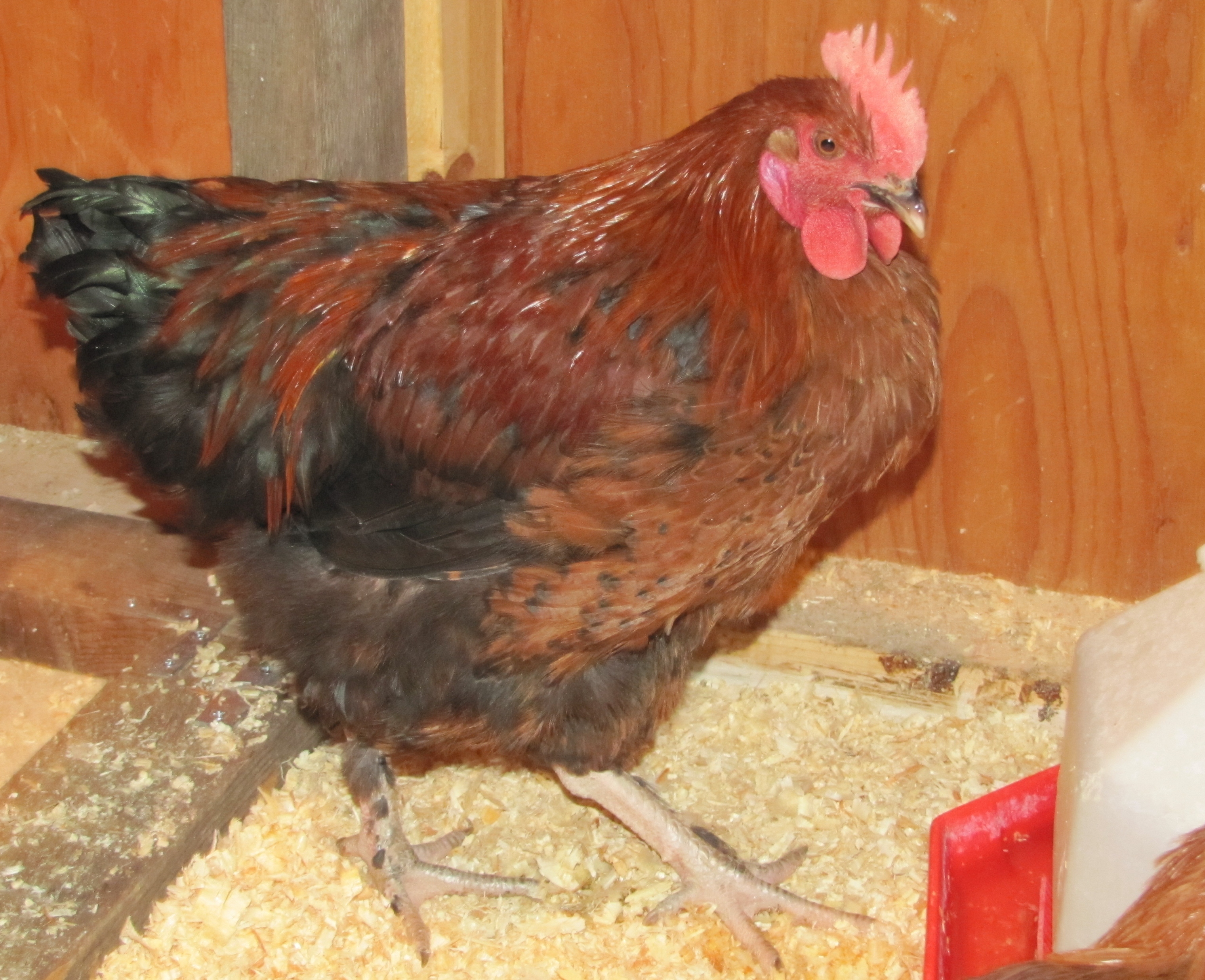 Mixed Marans rooster