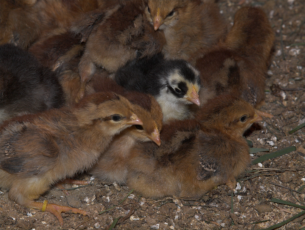 Mixed, Swedish Flower Hen and Welsummers