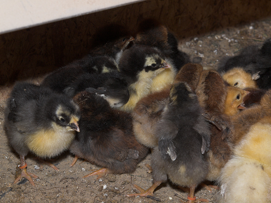 Mixed, Swedish Flower Hen and Welsummers