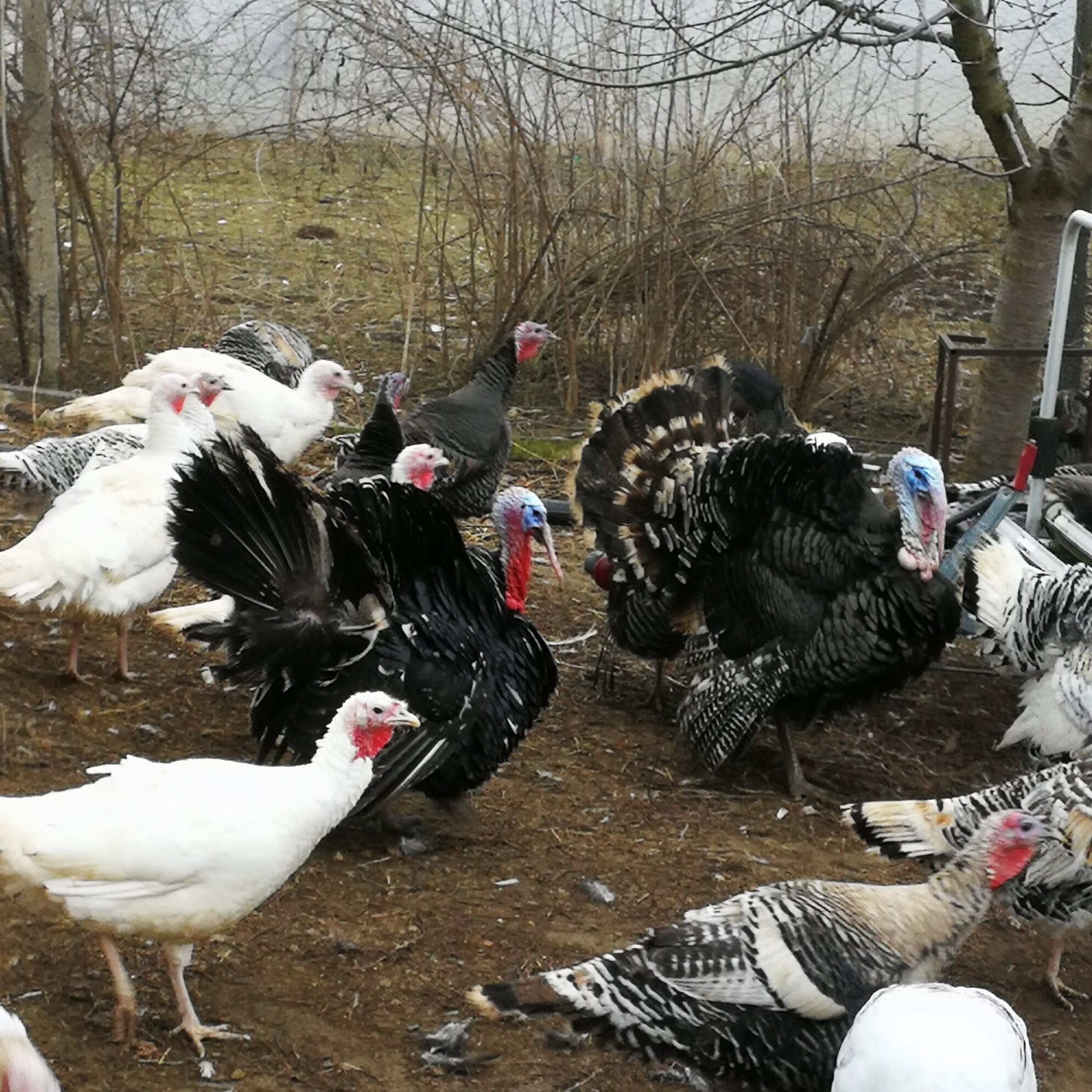 Mixed turkeys