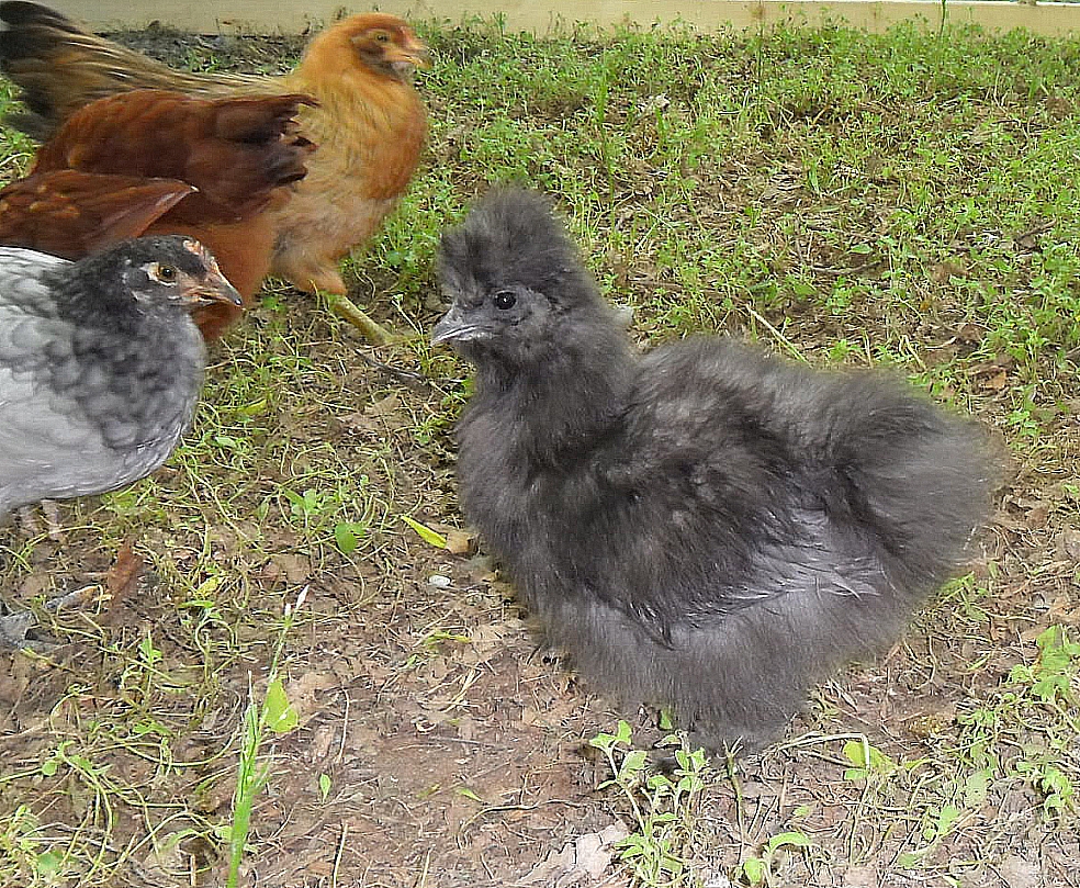 MIzuki, my blue 8 week old baby...I am suspecting this is a cockerel... any guesses?
