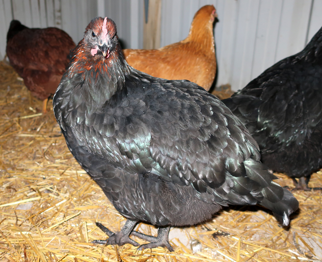 MMM Hen 4 Months