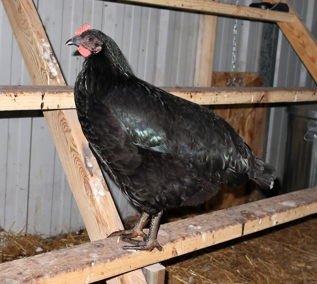 MMM Hen 4 Months2