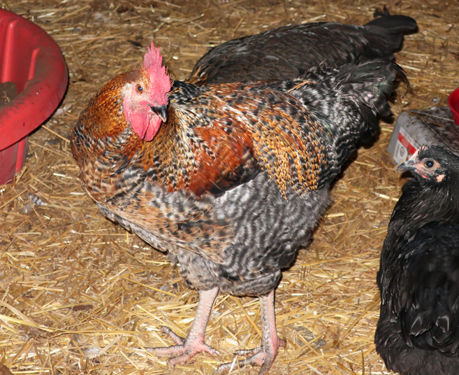 MMM Rooster At 4 Months Old
