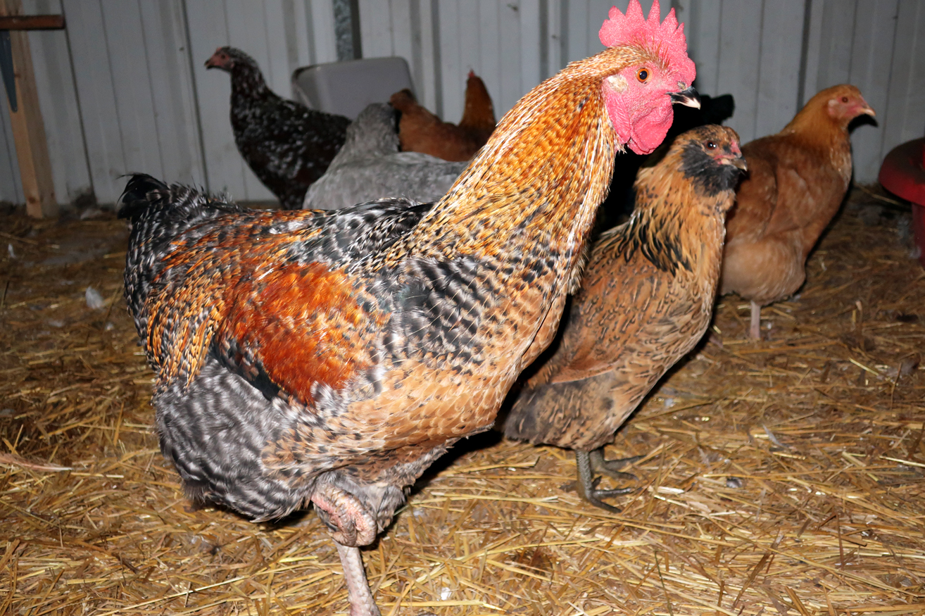MMM Rooster At 4 Months Old3